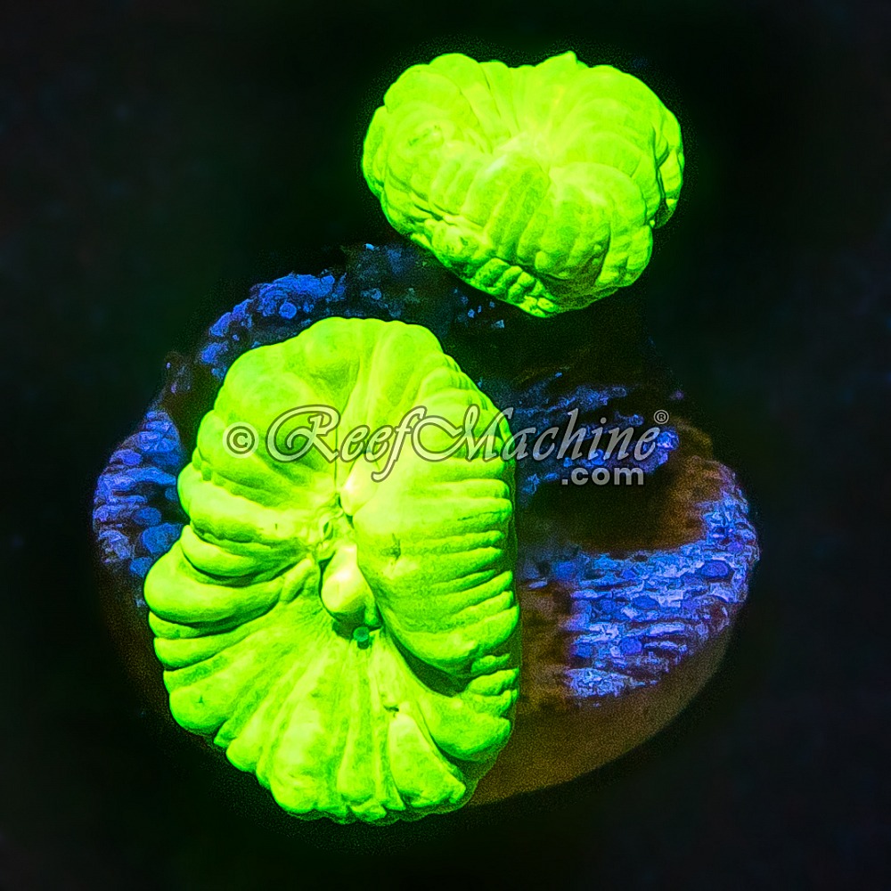 Reef Machine UK Mail Order Corals Buy Zoas, LPS, SPS frags online!