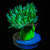 Toxic Green Stem Aussie Duncan Coral (1 Polyp)  | 6L8A3888.jpg