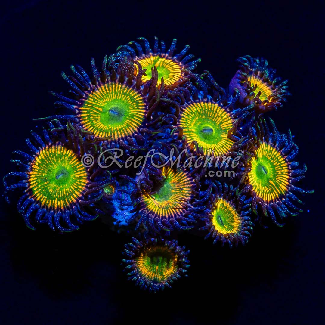 Reef Machine UK Mail Order Corals! Healthy, High Quality Frags 