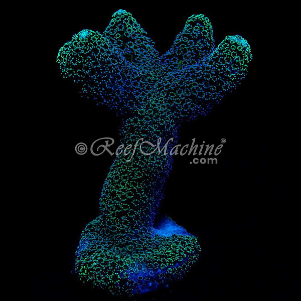 Purple Milka Stylophora Stylo XL Coral | 6L8A5472.jpg