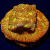 Jack-O-Lantern Leptoseris Lepto Coral | 6L8A5954.jpg