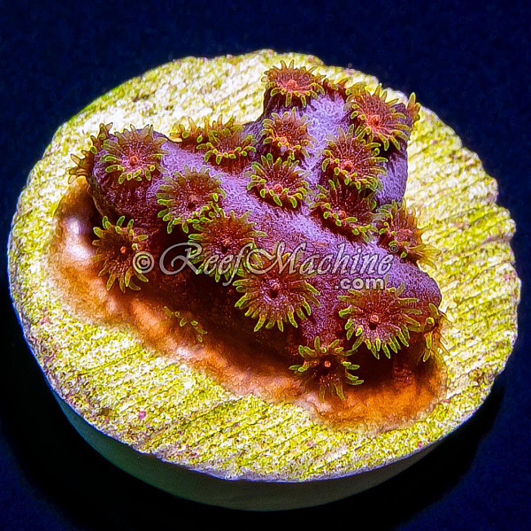 Bizarro Cyphastrea Coral | 6L8A6118.jpg