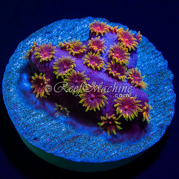 Bizarro Cyphastrea Coral | 6L8A6117.jpg