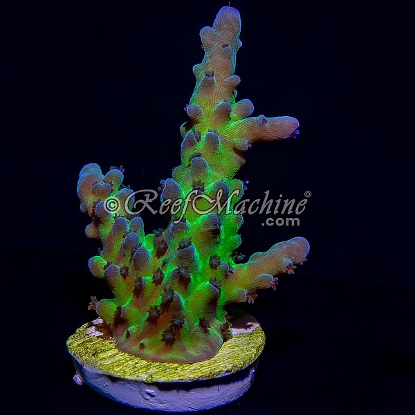 Blue/Green Acropora Tortuosa Acro Coral | 6L8A6147.jpg