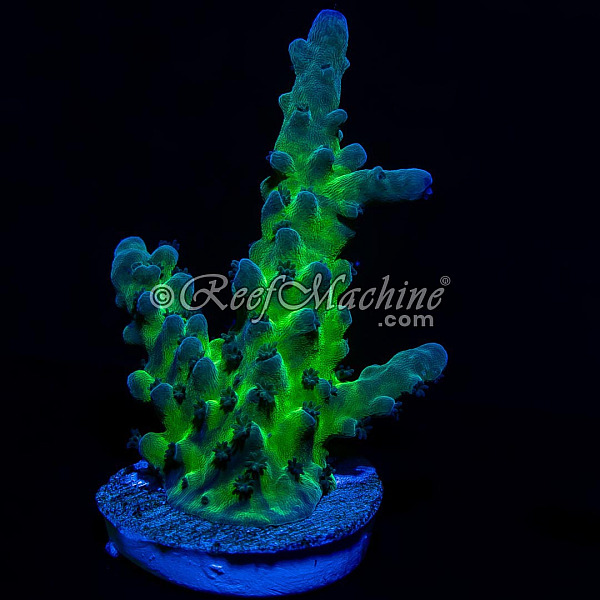 Blue/Green Acropora Tortuosa Acro Coral | 6L8A6146.jpg