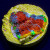 Master Grade Rainbow Crush Chalice Coral (Tank Grown) | 6L8A6587.jpg