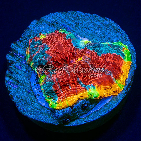 Master Grade Rainbow Crush Chalice Coral (Tank Grown) | 6L8A6586.jpg