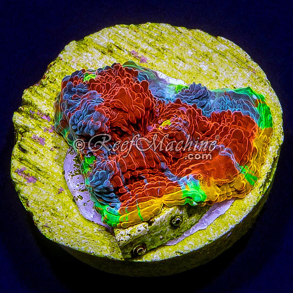 Master Grade Rainbow Crush Chalice Coral (Tank Grown) | 6L8A6587.jpg