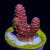 RM Queen of Hearts Millepora Acro Coral | 6L8A6899.jpg