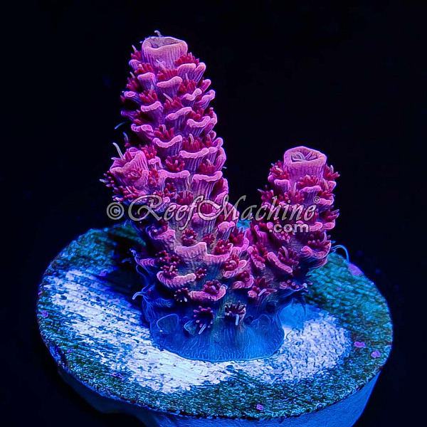 RM Queen of Hearts Millepora Acro Coral | 6L8A6898.jpg