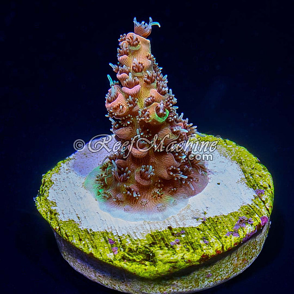 RM Wildfire Rainbow Millepora Acro Coral | 6L8A6895.jpg