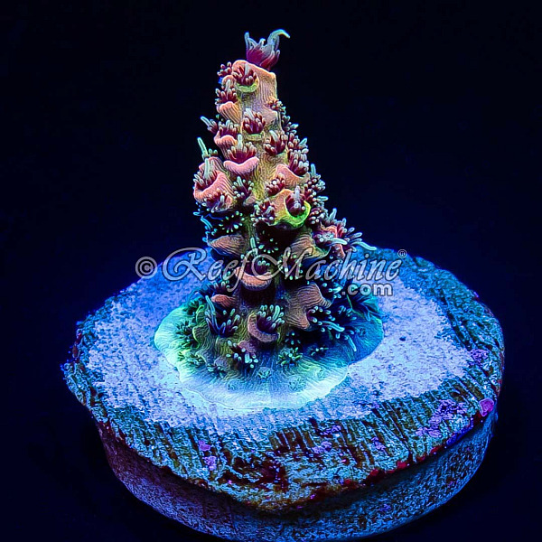 RM Wildfire Rainbow Millepora Acro Coral | 6L8A6894.jpg