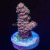 RM Wildfire Rainbow Millepora Acro Coral | 6L8A6856.jpg