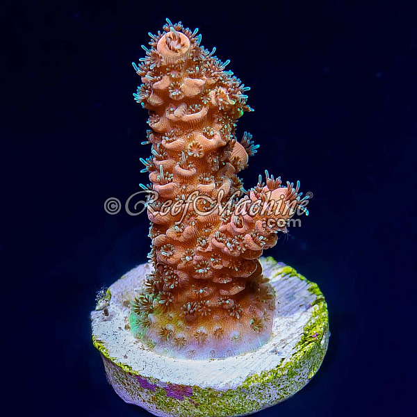 RM Wildfire Rainbow Millepora Acro Coral | 6L8A6857.jpg