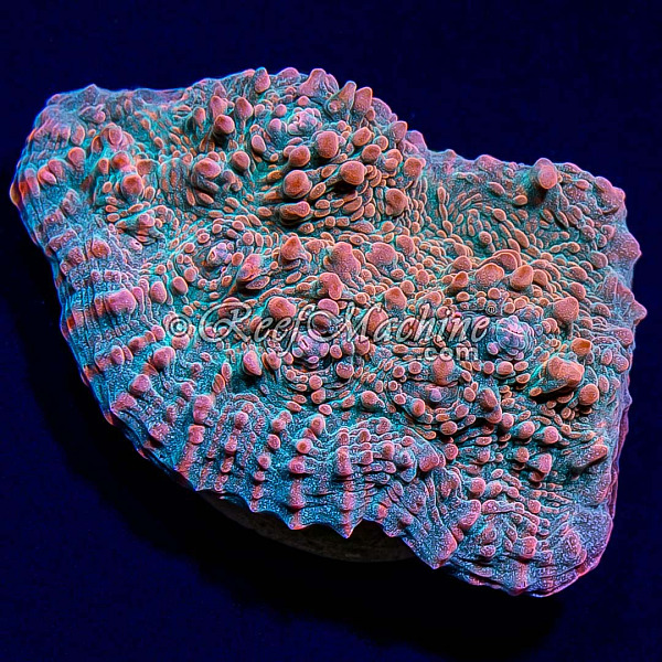 RM Pink Candy Crush Chalice Coral | 6L8A6983.jpg