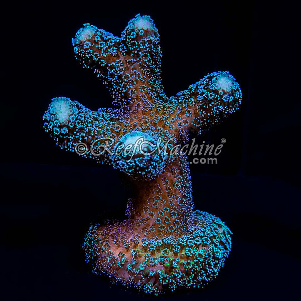 Purple Milka Stylophora Stylo Coral (XL) | 6L8A7203.jpg