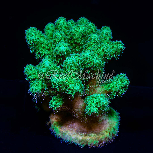 Toxic Mean Green Pocillopora Coral (XL) | 6L8A7201.jpg