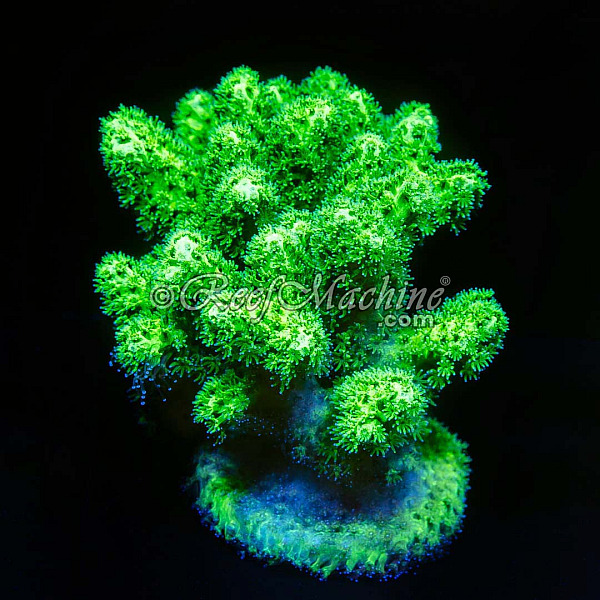 Toxic Mean Green Pocillopora Coral (XL) | 6L8A7200.jpg