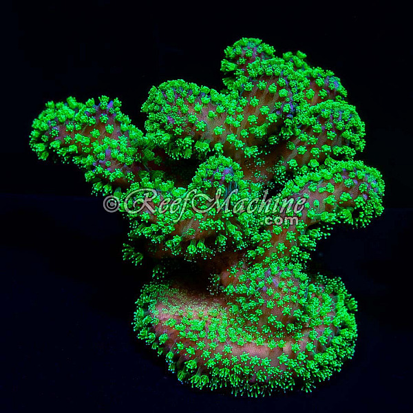 Forest Green Pink Skin Stylo Stylophora Coral (XL) | 6L8A7208.jpg
