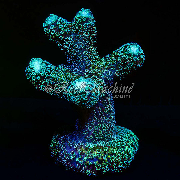 Purple Milka Stylophora Stylo Coral (XL) | 6L8A7202.jpg
