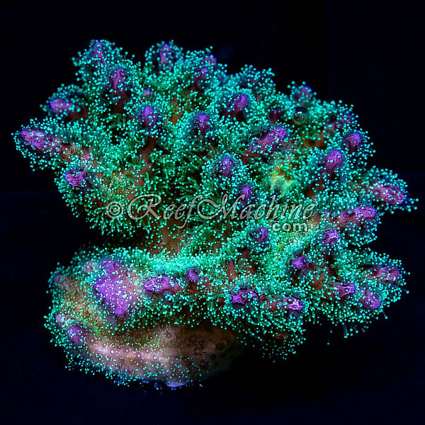 Rainbow Pocillopora Coral (Mini Colony)  | 6L8A7218.jpg