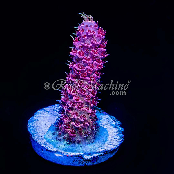 RM Queen of Hearts Millepora Acro Coral | 6L8A7225.jpg
