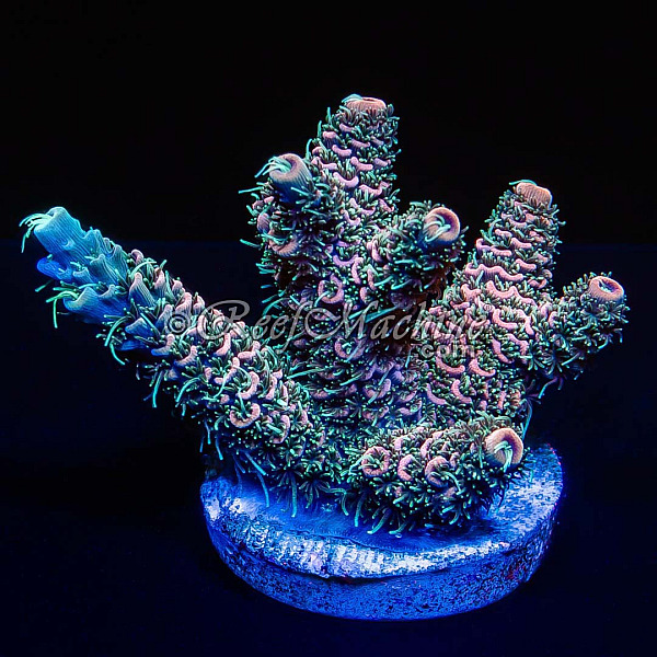 Tropical Punch Millepora Acro Coral | 6L8A7245.jpg