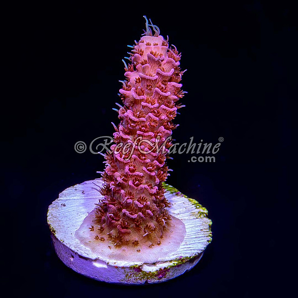 RM Queen of Hearts Millepora Acro Coral | 6L8A7226.jpg