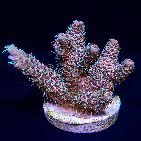 Tropical Punch Millepora Acro Coral | 6L8A7246.jpg