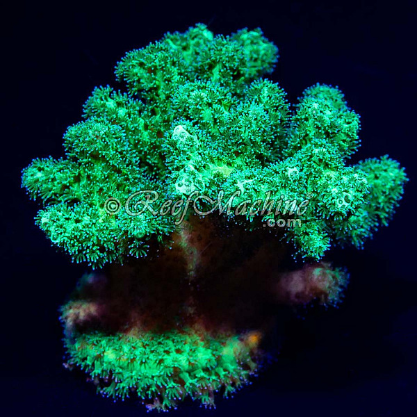 Toxic Mean Green Pocillopora Coral (Mini Colony) | 6L8A7214.jpg