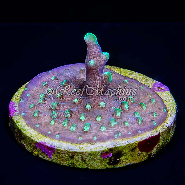 Pacman (Hurlock) Bottlebrush Acropora Acro Coral | 6L8A7248.jpg