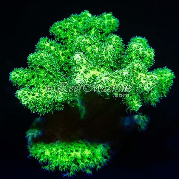 Toxic Mean Green Pocillopora Coral (Mini Colony)