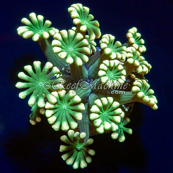 Yellow Lash Alveopora Coral