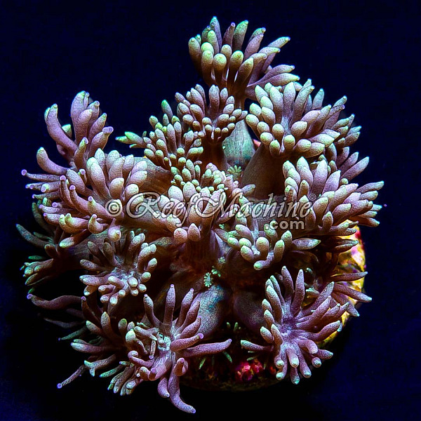 RM Blue Lagoon Goniopora Goni Coral | 6L8A7377.jpg