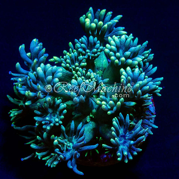 RM Blue Lagoon Goniopora Goni Coral