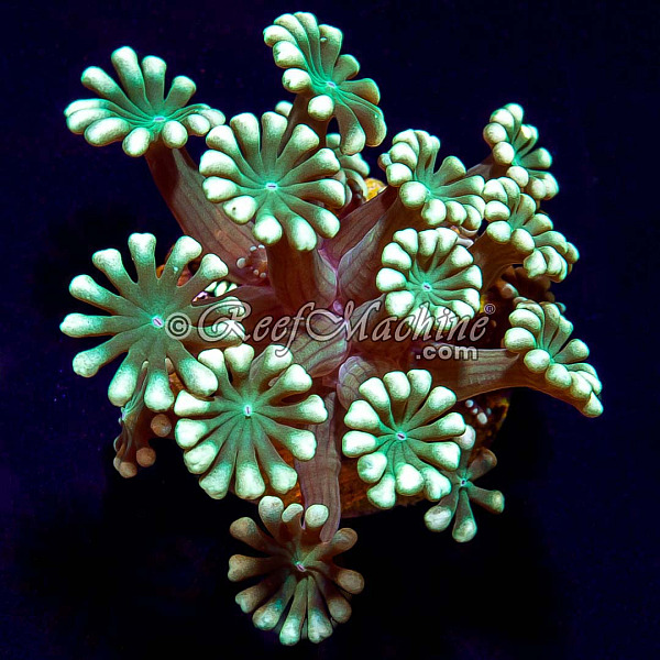 Yellow Lash Alveopora Coral | 6L8A7373.jpg