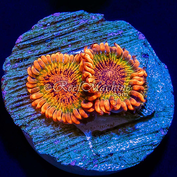 Speckled Krakatoa Zoa Zoanthid Coral 2 Polyps | 6L8A7370.jpg