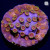 Bizarro Cyphastrea Coral | 6L8A7804.jpg