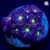 Starry Night Blasto Merletti Coral (10+ heads) | 6L8A7781.jpg
