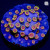 Bizarro Cyphastrea Coral | 6L8A7803.jpg