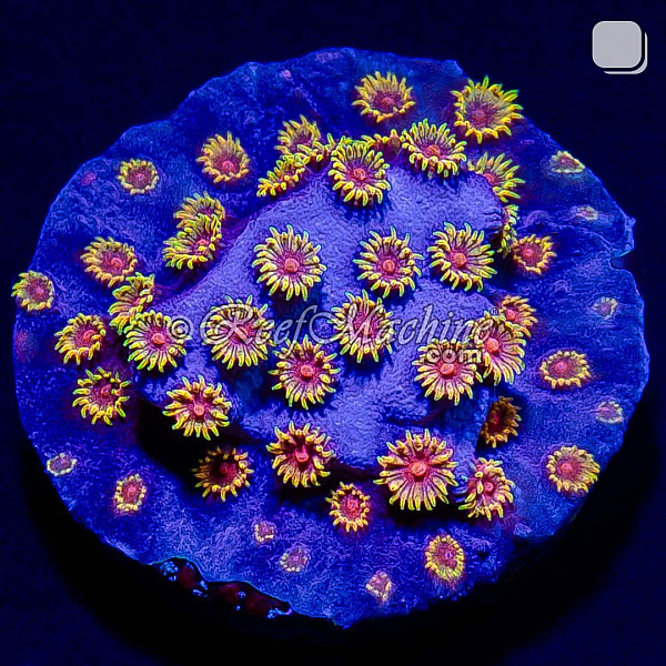 Bizarro Cyphastrea Coral | 6L8A7803.jpg