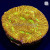 Jack-O-Lantern Leptoseris Lepto Coral | 6L8A7851.jpg