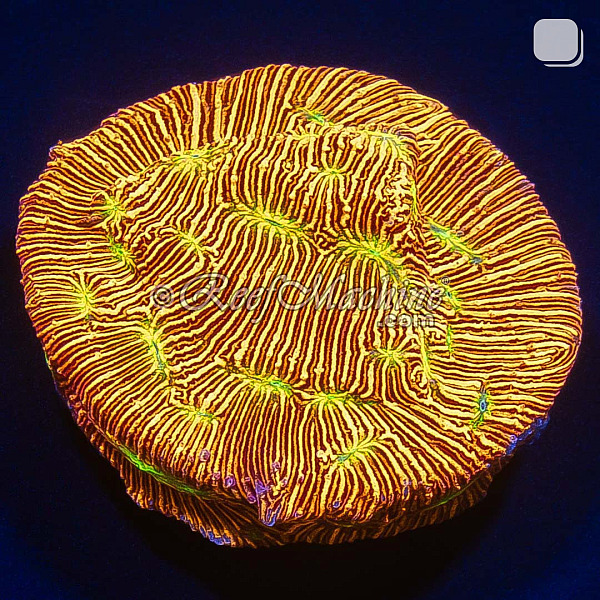 Jack-O-Lantern Leptoseris Lepto Coral | 6L8A7850.jpg