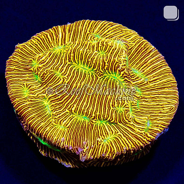 Jack-O-Lantern Leptoseris Lepto Coral | 6L8A7851.jpg