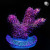 RM Rubicunda Millepora Acro Coral | 6L8A8178.jpg