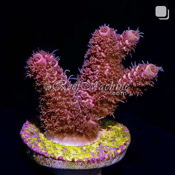 RM Rubicunda Millepora Acro Coral | 6L8A8179.jpg