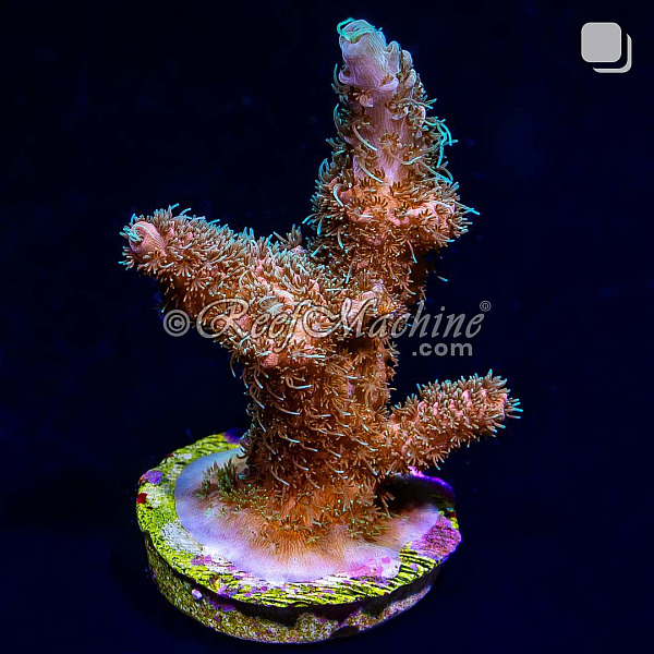 RM Tropical Punch Millepora Acro Coral | 6L8A8233.jpg