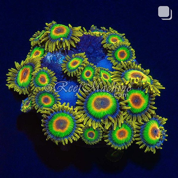 Rasta Zoa Zoanthid Coral 20+p | 6L8A8003.jpg