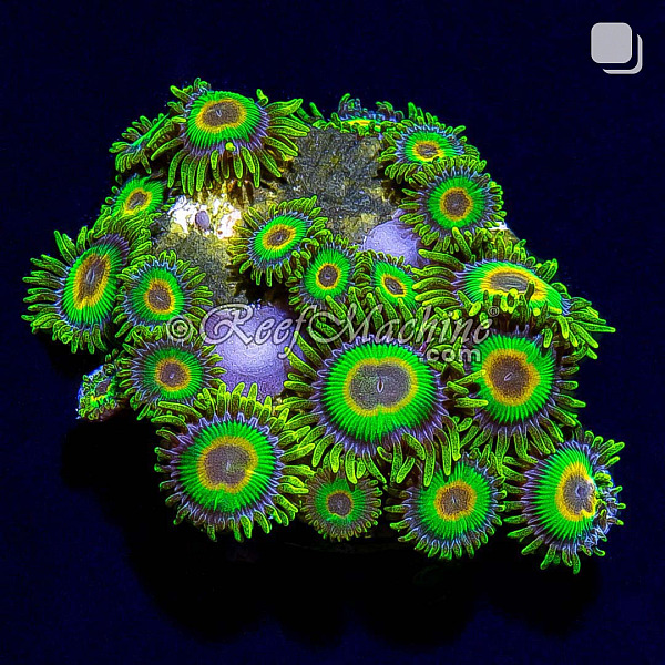 Rasta Zoa Zoanthid Coral 20+p | 6L8A8004.jpg