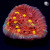 Golden Eye Chalice Coral | 6L8A9800.jpg